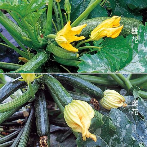 植物栽培方法|失敗しない栽培レッスン（野菜の育て方）｜サカタの 